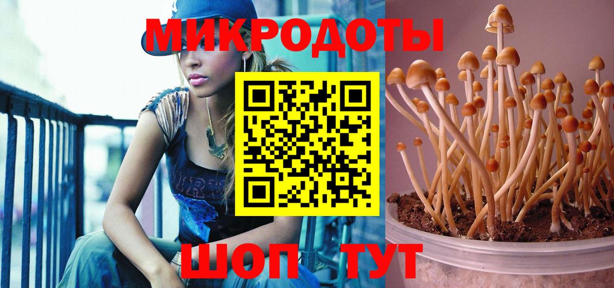 Галлюциногенные грибы MAGIC MUSHROOMS  Большой Камень  Псилоцибиновые грибы Psilocybine cubensis 